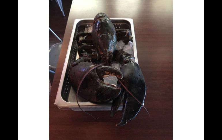 'Larry' de 110 años y casi 7 kilos de peso no sobrevivió al largo viaje desde el Sunrise en Miami hasta el Maine State Aquarium. FACEBOOK / IRescue Wildlife