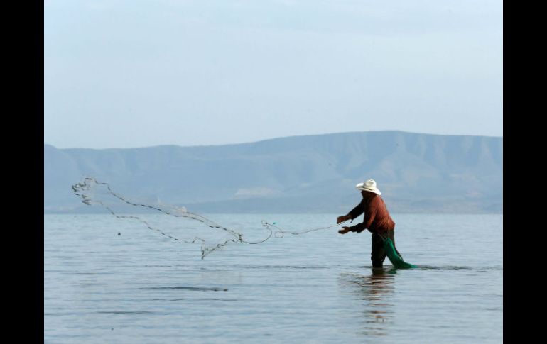 Pescadores reportan cinco años de pérdidas. Culpan a la pesca ilegal. EL INFORMADOR / ARCHIVO