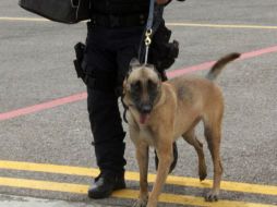 El descubrimiento fue hecho luego de que elementos caninos emitieran una alerta al olfatear la caja. NTX / ARCHIVO