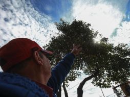 El Plan de Manejo de Arbolado en Riesgo consiste en retirar ejemplares secos o en peligro de caer, después irán contra el muérdago. EL INFORMADOR / A. García