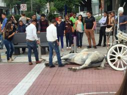 El propietario de la calandria del caballo que colapsó será suspendido por cuatro meses. TWITTER / @RaWr_waffle