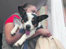 Diferentes asociaciones han lanzado una cruzada para promover la tenencia responsable de las mascotas y la adopción. EL INFORMADOR / A. Hinojosa