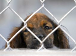 Se busca eliminar el sacrificio de animales y priorizar la esterilización y adopción. NTX /