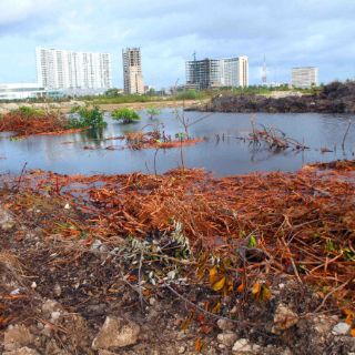 Interponen juicio de nulidad contra resolutivo en caso Tajamar
