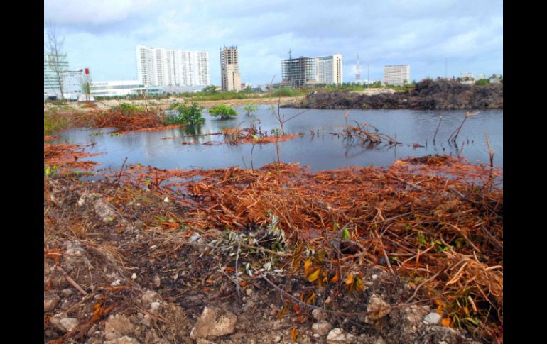 Profepa tendría que admitir que Fonatur violentó la condicionante 2 de la autorización de impacto ambiental emitida por la Semarnat. SUN / ARCHIVO