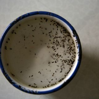 Aumentan casos de zika en 19 días, reporta la Ssa