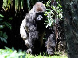 El gorila de espalda plateada falleció el 6 de julio pasado. SUN / ARCHIVO