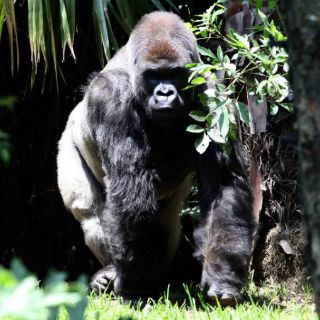 Gorila Bantú padecía un trastorno cardiaco crónico