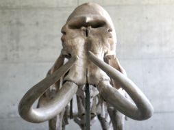 Uno de los últimos grupos de mamuts lanudos podrían haber muerto debido a la crecida de las aguas saladas del mar. AFP / ARCHIVO