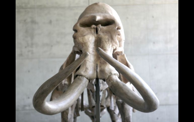 Uno de los últimos grupos de mamuts lanudos podrían haber muerto debido a la crecida de las aguas saladas del mar. AFP / ARCHIVO