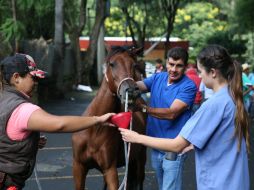 El Ayuntamiento de Guadalajara realiza revisiones a 101 caballos que están registrados en el municipio. EL INFORMADOR / R. Tamayo