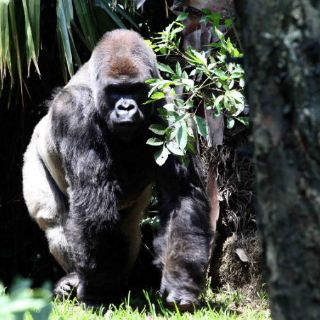 Congreso pide al gobierno capitalino informe sobre 'Bantú'