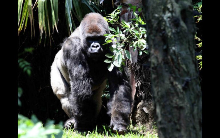 La muerte de 'Bantú' se suma a una serie de fallecimientos de animales en cautiverio que habitan los zoológicos capitalinos. SUN / ARCHIVO