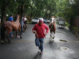'Cherokee' fue uno de los equinos revisados, se encuentra en buenas condiciones. EL INFORMADOR / R. Tamayo
