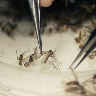 Prueban una segunda vacuna contra el zika en EU