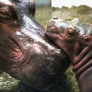 Los hipopótamos llegaron a Europa desde África en el Pleistoceno