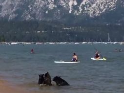 Los osos tal vez visitaron el lugar en busca de comida o para refrescarse a causa de la sequía. YOUTUBE / Free 2 Play PC Games