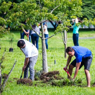 El Parque Metropolitano amanece con 100 árboles más