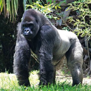 Alistan grupo de expertos que analizarán estudios de 'Bantú'