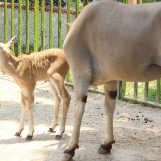 Vigilan salud de antílope en zoológico de Chapultepec