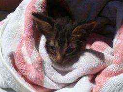 Fue adoptado en la oficina marítima del distrito de Marsala y le llamaron Charlie. AP /