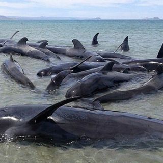 Autoridades olvidan investigar muerte de ballenas en Chile