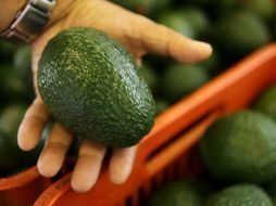 El escarabajo es diminuto y barrena la madera del tallo, donde transmite la enfermedad que termina por secar el fruto. EL INFORMADOR / ARCHIVO