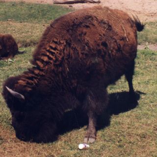 Muere bisonte en el Zoológico de Chapultepec