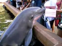 En el video se ve cuando el delfín muerde el ipad y lo lanza al agua. YOUTUBE / Lenny Brook