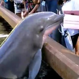 Delfín le quita iPad a mujer que le tomaba foto