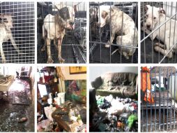 Se constataron las condiciones deplorables y de extrema insalubridad en que se encontraban los caninos. TWITTER / @PGJDF_CDMX