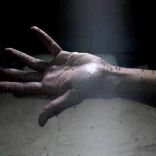 Aumentan a 25 los casos autóctonos de zika en Florida