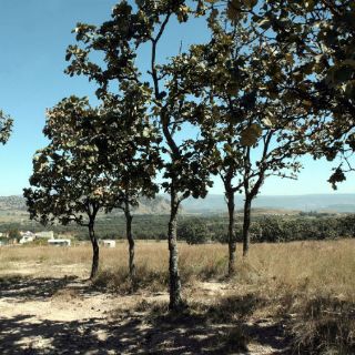Afirman que no habrá daño ecológico por obras en avenida Ángel Leaño