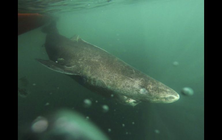 Los tiburones de Groenlandia aman las aguas frías ”prefiriendo temperaturas cerca del punto de congelación” y todos están en el Ártico. ESPECIAL / Revista Science