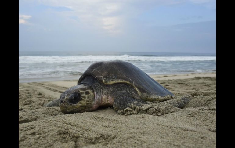 La tortuga golfina es la especie más abundante en México y se considera que tiene una temporada de anidación que va de junio a abril. AFP / ARCHIVO