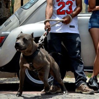 Pitbull mata a niño de dos años en Lomas de Tabachines