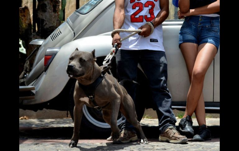 El perro pitbull tenía sujetado por el cuello a la víctima en el interior de un inmueble. EL INFORMADOR / ARCHIVO