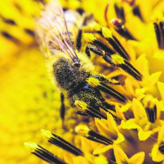 Piden a investigadores de la UNAM indagar la mortandad de abejas