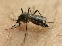 El clima inusualmente seco y caluroso en el poblado localizado en los montes Urales ha mermado la población de mosquitos este año. AP / ARCHIVO