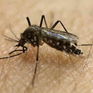 Realizan en Rusia concurso de picaduras de mosquito