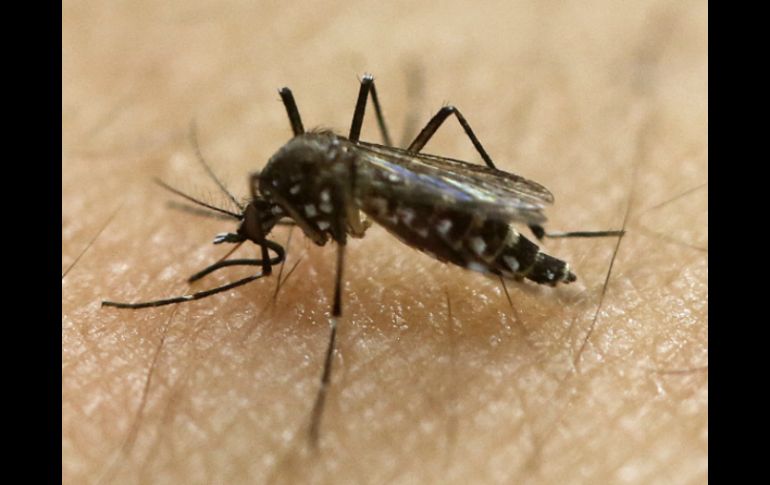 El clima inusualmente seco y caluroso en el poblado localizado en los montes Urales ha mermado la población de mosquitos este año. AP / ARCHIVO