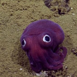 Encuentran una especie de molusco de mirada expresiva