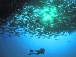 Marimar Ponce Limón. La buzo tapatía en plena acción en las Islas Revillagigedo. ESPECIAL /