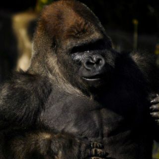 'Bantú' padecía enteritis y colitis, revela estudio