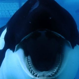 Activistas acusan a acuario por sufrimiento de orca