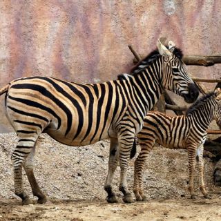 La CDH capitalina analiza situación de zoológicos