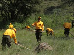 En este 2016 se plantaron más de 40 mil árboles en La Primavera. EL INFORMADOR / F. Atilano