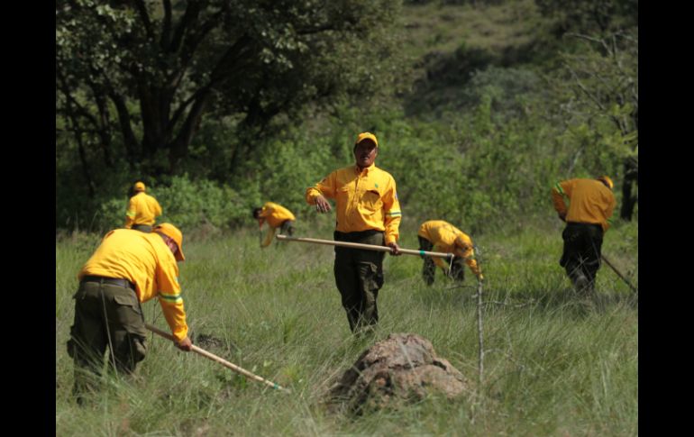 En este 2016 se plantaron más de 40 mil árboles en La Primavera. EL INFORMADOR / F. Atilano