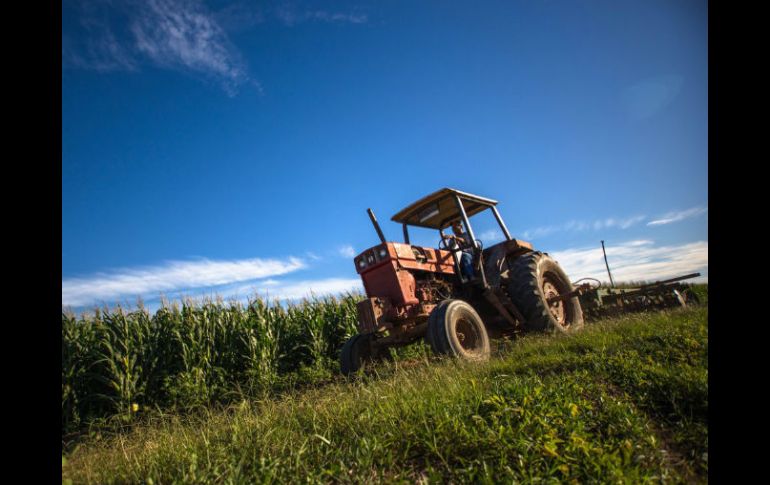 Los beneficiarios tienen la obligación de comprobar, mediante documentos, el uso correcto de los incentivos a la productividad. TWITTER / @SAGARPA_mx