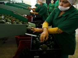 El aguacate es uno de los productos que continúa con variaciones en su precio durante la tercera semana de agosto. EL INFORMADOR / ARCHIVO